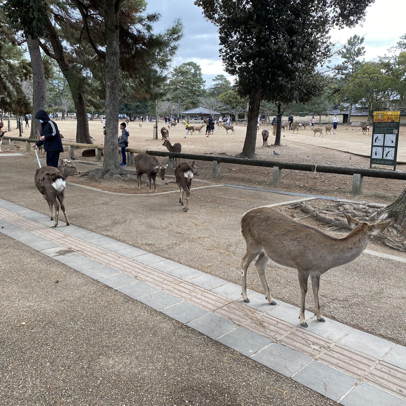 Rehe im Nara Park – heilige Tiere Japans